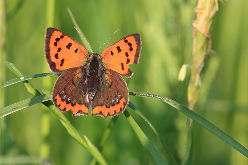 Identificazione - Lycaena phlaeas